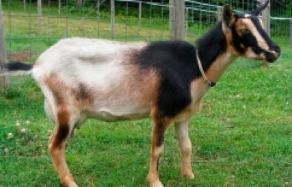 Описание и достоинства камерунской породы коз Сколько весят самые маленькие мини камерунские козы