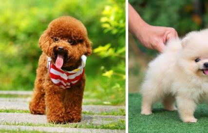 Какие самые маленькие породы собак в мире?