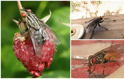 Что едят различные виды мух и их личинки