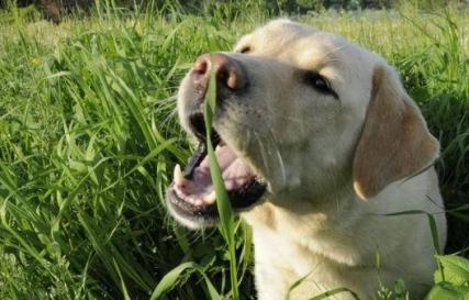 Почему собаки едят траву на улице Собака ест листья