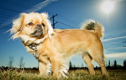 Собака Туди — самая маленькая в мире: описание и цена Самая маленькая собака вес