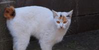 О настоящих японских породах кошек Японская короткохвостая кошка
