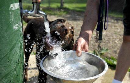 Все о любимых собаках Какую воду давать собаке для питья