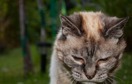 Приметы о мёртвых кошках Специфический запах – признак скорой кончины
