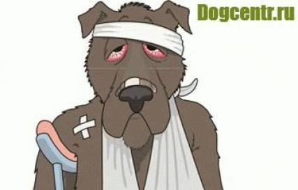 Все симптомы собак при различных болезнях Общие сведения о заболеваниях собак